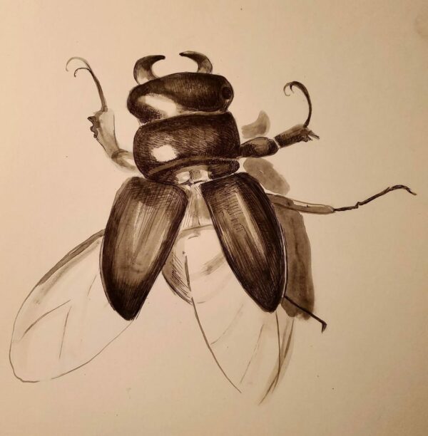 Beetle - Image 2