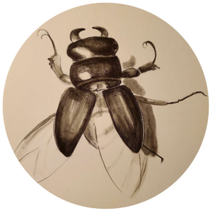 Beetle